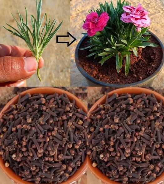 Comment cultiver des clous de girofle en pot pour parfumer votre maison et profiter de leurs bienfaits ? 3