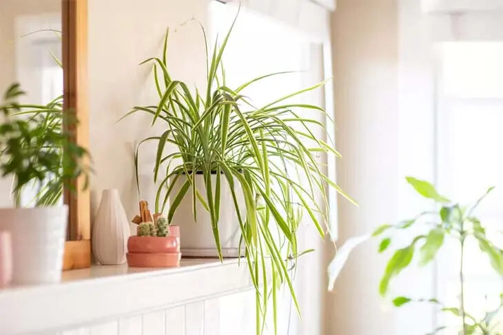 Plantes d'intérieur : découvrez comment nettoyer la poussière de votre maison avec ces 3 plantes. 2