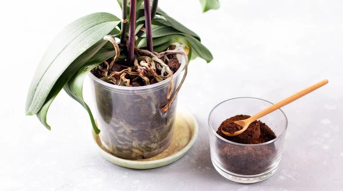 La magie d'une simple cuillère à café : une floraison miraculeuse dans l'orchidée 2