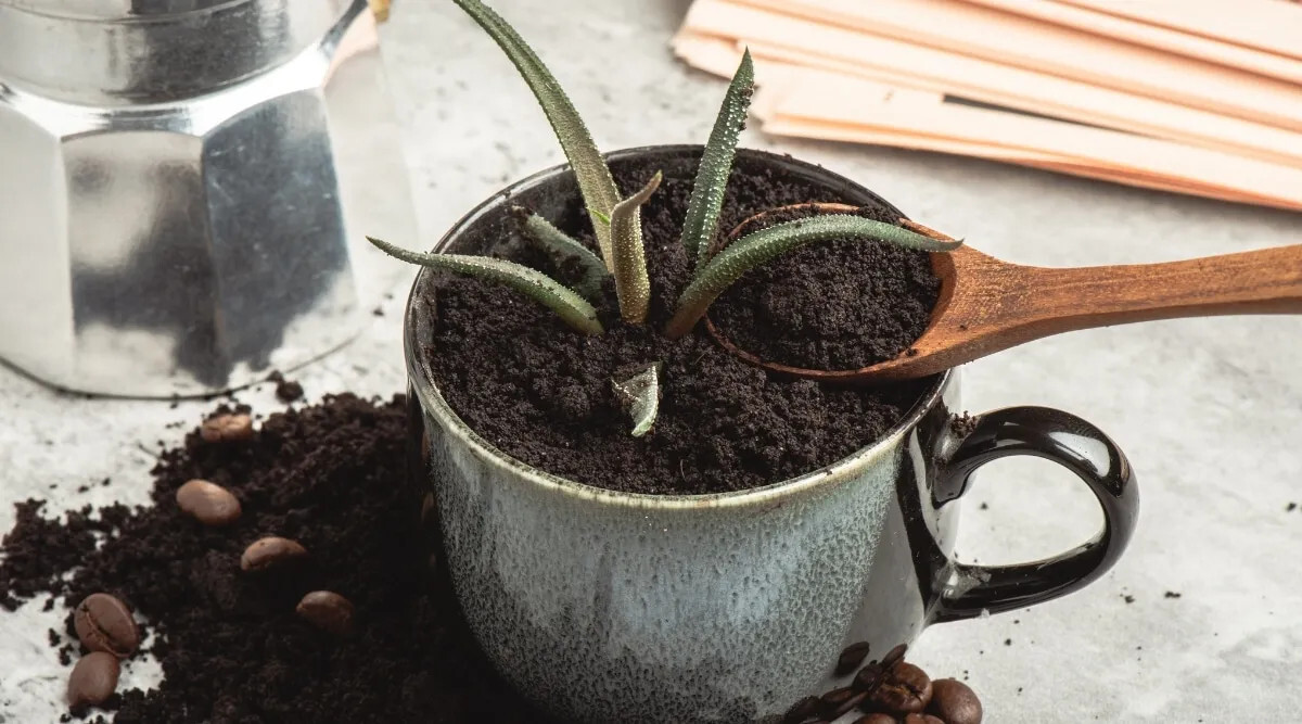 La magie d'une simple cuillère à café : une floraison miraculeuse dans l'orchidée 3