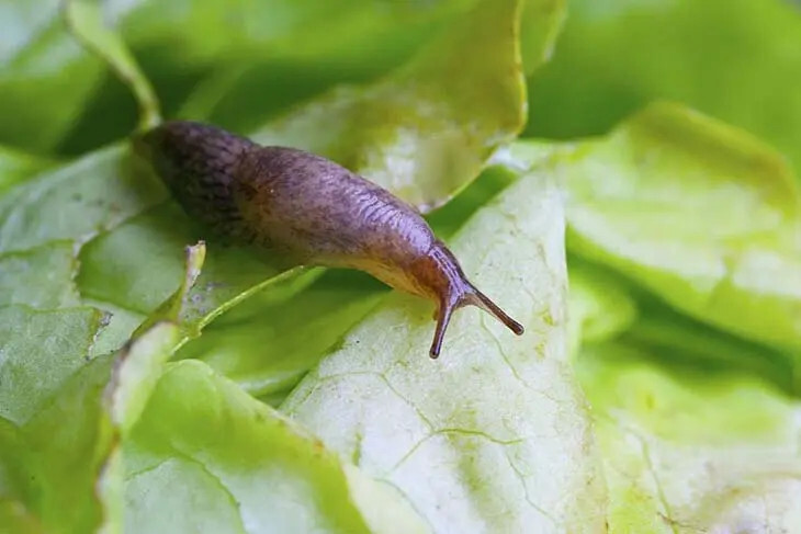 Lutte Écologique : Comment Éliminer les Limaces & Escargots du Jardin ? 3