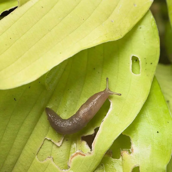 Lutte Écologique : Comment Éliminer les Limaces & Escargots du Jardin ? 2