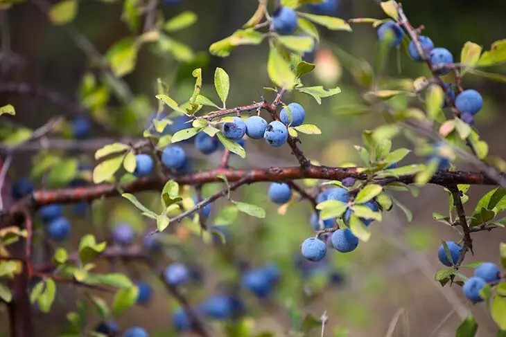 Récoltez l'Éclat Bleu : Cultiver des Myrtilles dans Votre Jardin en Toute Simplicité 3