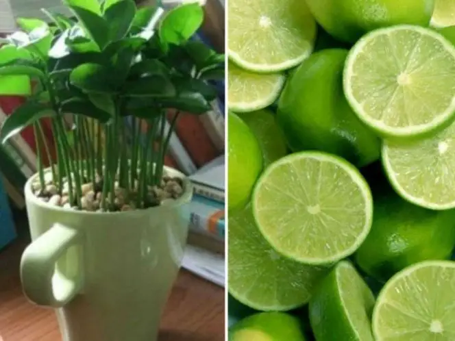 Cultivez des Citrons en Tasse: Guide Pratique pour Décorer et Parfumer Votre Maison 1