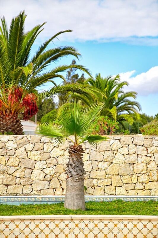 7 petits palmiers à planter partout en France 7