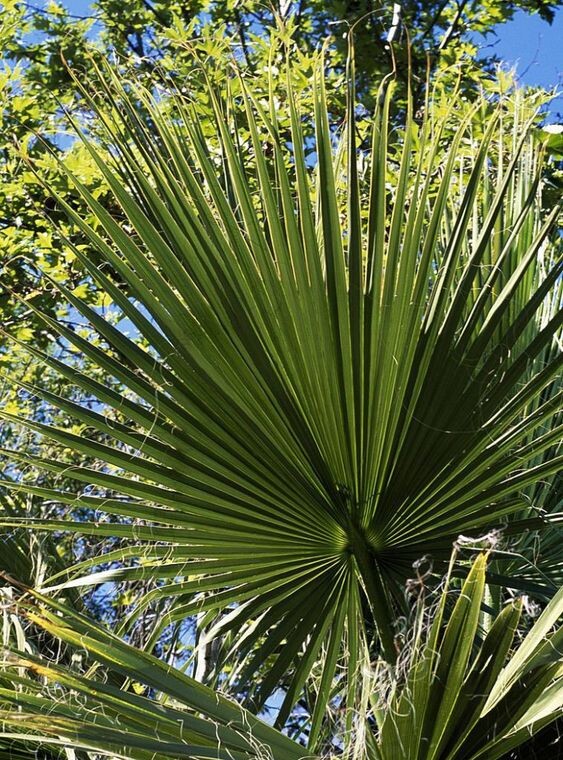 7 petits palmiers à planter partout en France 6