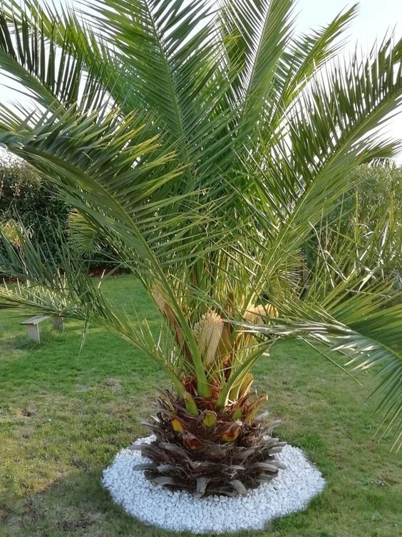 7 petits palmiers à planter partout en France 5