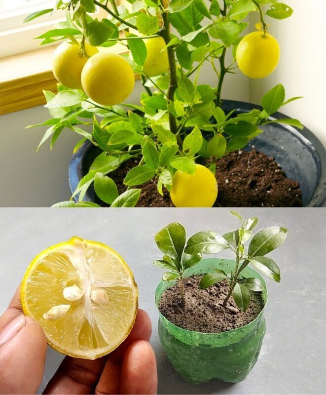 Débloquez des citrons toute l’année : découvrez la méthode simple pour une culture durable 1