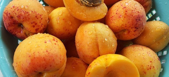 abricots-fruits