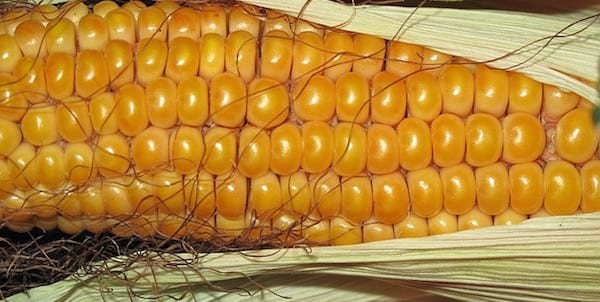14 aliments adaptés au congélateur que vous ne connaissiez pas 5 14 aliments adaptés au congélateur que vous ne connaissiez pas 5