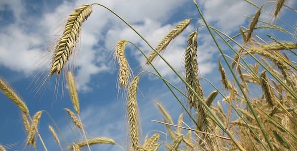 14 aliments adaptés au congélateur que vous ne connaissiez pas 6 14 aliments adaptés au congélateur que vous ne connaissiez pas 6