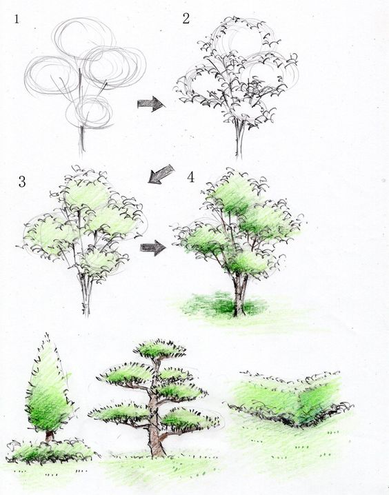 Apprendre à dessiner un arbre en 3 étapes