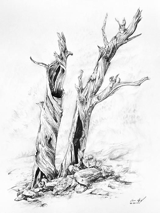 26 idées de dessins d'arbres (& tutos étapes par étapes) 13 26 idées de dessins d'arbres (& tutos étapes par étapes) 13
