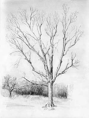 26 idées de dessins d'arbres (& tutos étapes par étapes) 22 26 idées de dessins d'arbres (& tutos étapes par étapes) 22