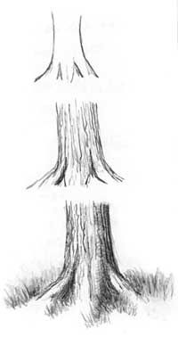 26 idées de dessins d'arbres (& tutos étapes par étapes) 17 26 idées de dessins d'arbres (& tutos étapes par étapes) 17