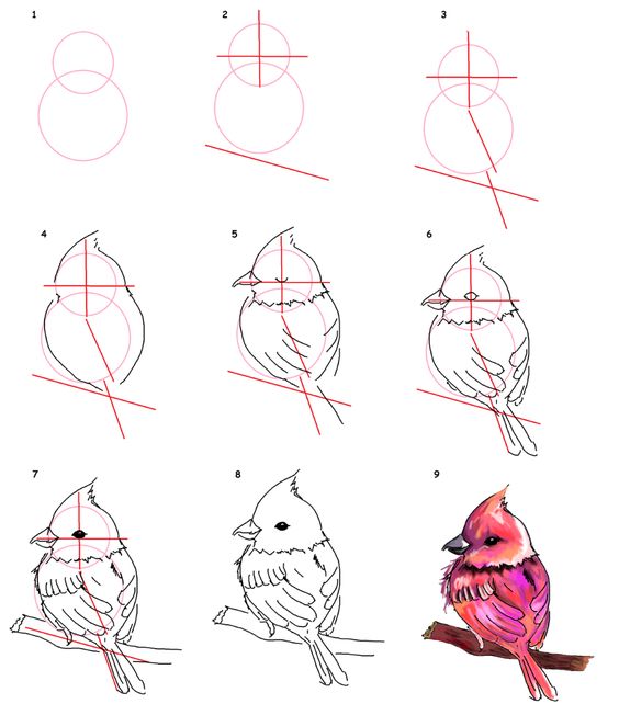 59 tutos pour apprendre à dessiner des animaux 20 59 tutos pour apprendre à dessiner des animaux 19
