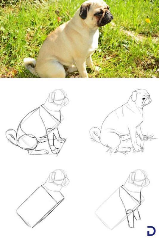 21 tutos étape par étape pour apprendre à dessiner un chien 18
