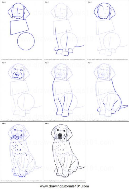 21 tutos étape par étape pour apprendre à dessiner un chien 19