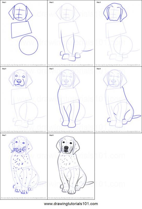 21 tutos étape par étape pour apprendre à dessiner un chien 19 21 tutos étape par étape pour apprendre à dessiner un chien 19