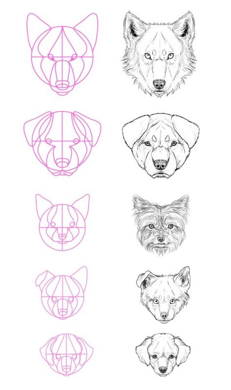 21 tutos étape par étape pour apprendre à dessiner un chien 20 21 tutos étape par étape pour apprendre à dessiner un chien 20