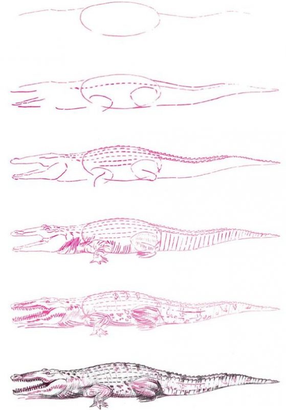 37 top idées et tutos de dessins d'animaux : pour apprendre à dessiner des animaux 13 37 top idées et tutos de dessins d'animaux : pour apprendre à dessiner des animaux 13