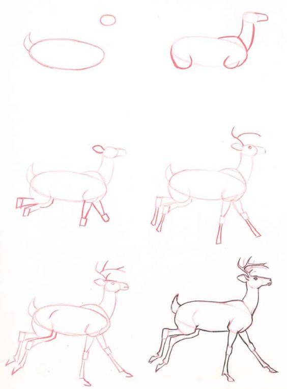 37 top idées et tutos de dessins d'animaux : pour apprendre à dessiner des animaux 28 37 top idées et tutos de dessins d'animaux : pour apprendre à dessiner des animaux 28