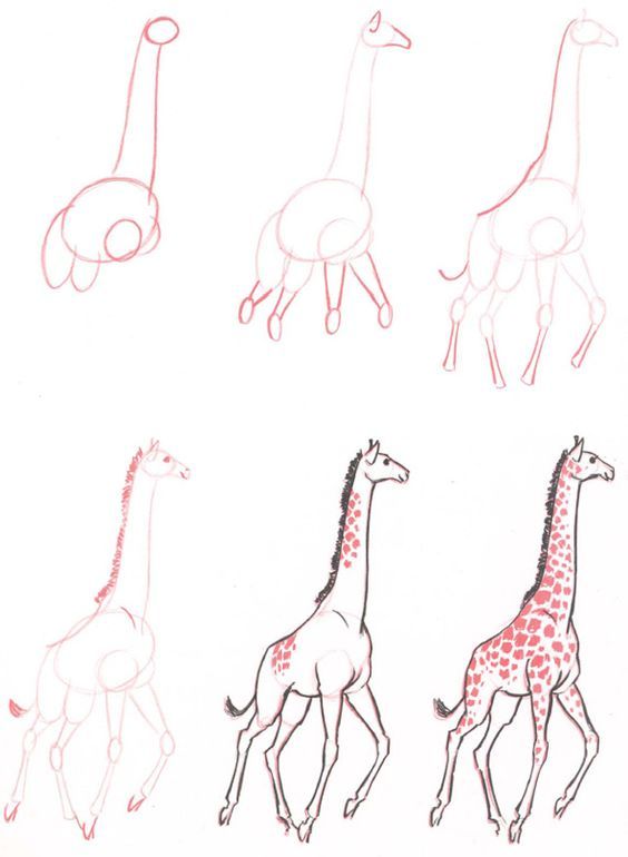 37 top idées et tutos de dessins d'animaux : pour apprendre à dessiner des animaux 34 37 top idées et tutos de dessins d'animaux : pour apprendre à dessiner des animaux 34