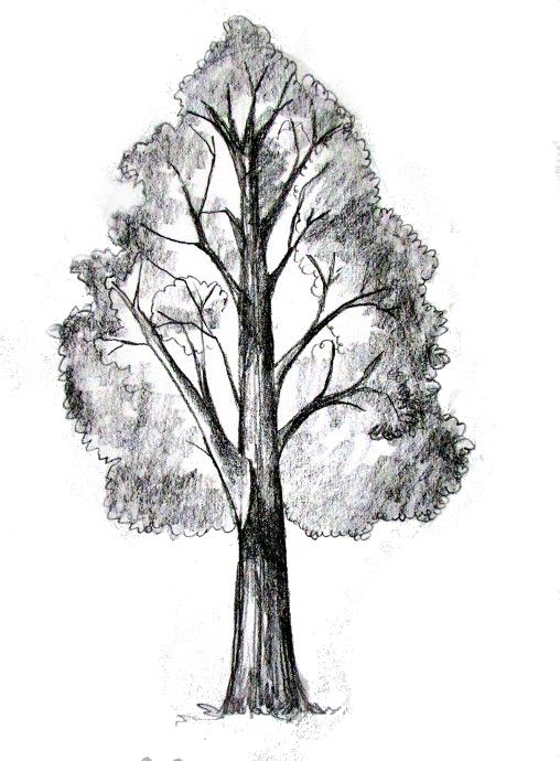 33 super idées de dessins d'arbres : pour apprendre à dessiner un arbre 12 33 super idées de dessins d'arbres : pour apprendre à dessiner un arbre 12