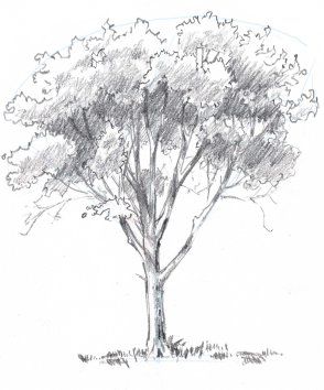 33 super idées de dessins d'arbres : pour apprendre à dessiner un arbre 20 33 super idées de dessins d'arbres : pour apprendre à dessiner un arbre 20