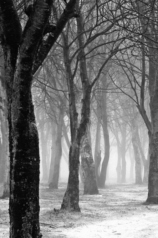 33 super idées de dessins d'arbres : pour apprendre à dessiner un arbre 5 33 super idées de dessins d'arbres : pour apprendre à dessiner un arbre 5