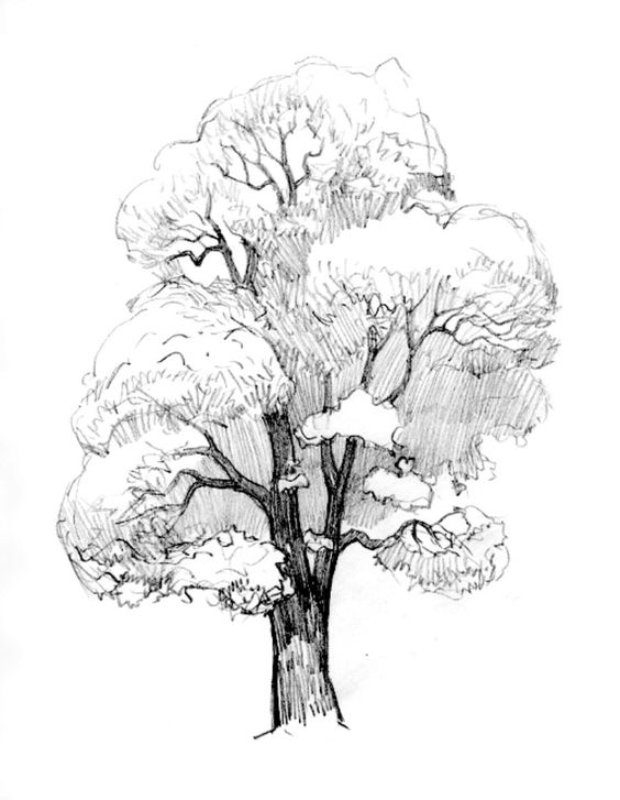 33 super idées de dessins d'arbres : pour apprendre à dessiner un arbre 21 33 super idées de dessins d'arbres : pour apprendre à dessiner un arbre 21