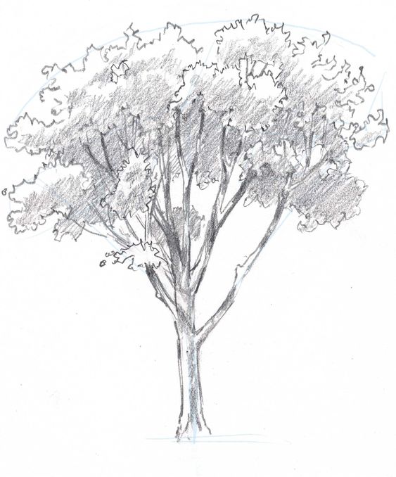 33 super idées de dessins d'arbres : pour apprendre à dessiner un arbre 28 33 super idées de dessins d'arbres : pour apprendre à dessiner un arbre 28