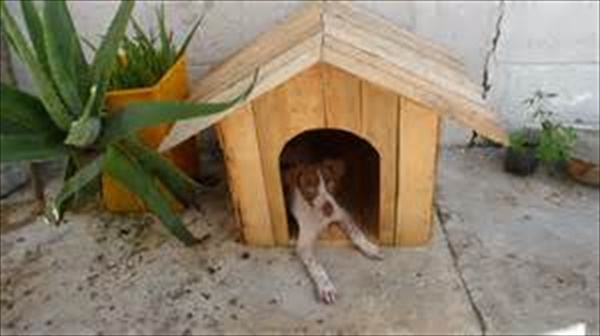 75 top idées de lits pour chiens à faire soi-même 40 75 top idées de lits pour chiens à faire soi-même 40