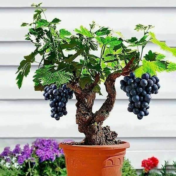 29 idées & astuces pour réussir son premier carré potager 30 29 idées & astuces pour réussir son premier carré potager 30