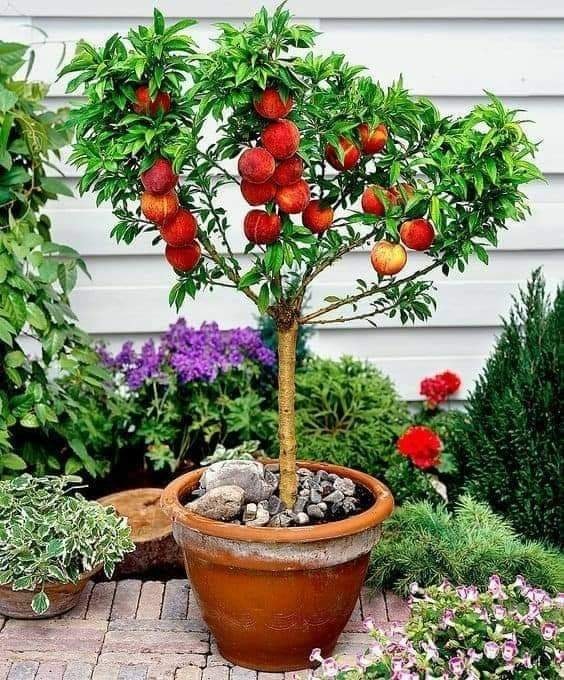 29 idées & astuces pour réussir son premier carré potager 31 29 idées & astuces pour réussir son premier carré potager 31