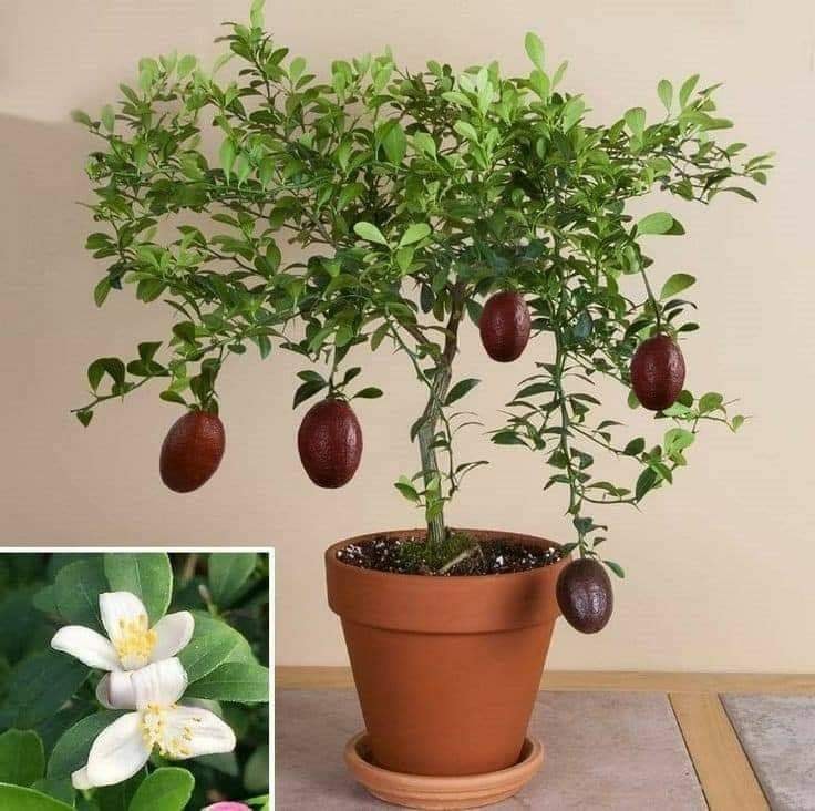 29 idées & astuces pour réussir son premier carré potager 33 29 idées & astuces pour réussir son premier carré potager 33