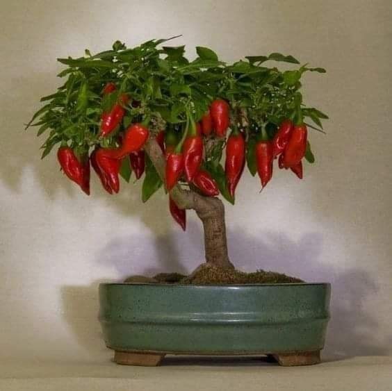 29 idées & astuces pour réussir son premier carré potager 34 29 idées & astuces pour réussir son premier carré potager 34