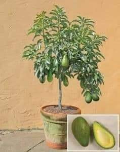 29 idées & astuces pour réussir son premier carré potager 38 29 idées & astuces pour réussir son premier carré potager 38