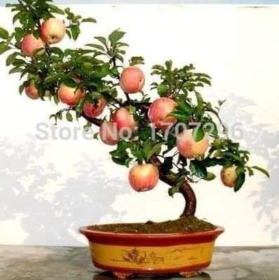 29 idées & astuces pour réussir son premier carré potager 40 29 idées & astuces pour réussir son premier carré potager 40