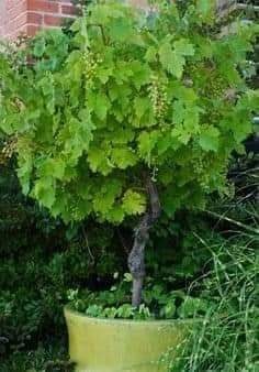 29 idées & astuces pour réussir son premier carré potager 41 29 idées & astuces pour réussir son premier carré potager 41