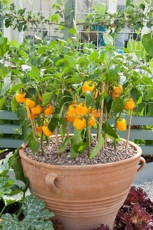 29 idées & astuces pour réussir son premier carré potager 42 29 idées & astuces pour réussir son premier carré potager 42