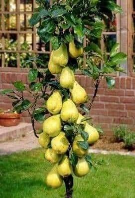 29 idées & astuces pour réussir son premier carré potager 45 29 idées & astuces pour réussir son premier carré potager 45