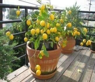 29 idées & astuces pour réussir son premier carré potager 46 29 idées & astuces pour réussir son premier carré potager 46
