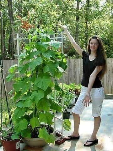 29 idées & astuces pour réussir son premier carré potager 47 29 idées & astuces pour réussir son premier carré potager 47