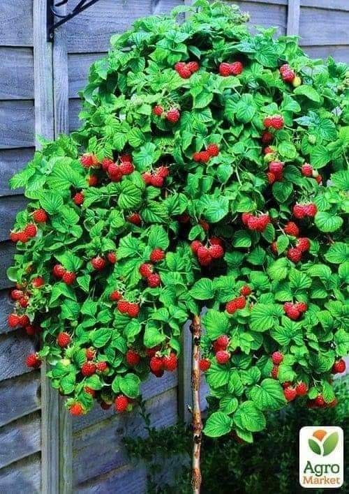 29 idées & astuces pour réussir son premier carré potager 48 29 idées & astuces pour réussir son premier carré potager 48