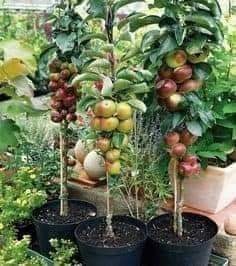 29 idées & astuces pour réussir son premier carré potager 49 29 idées & astuces pour réussir son premier carré potager 49