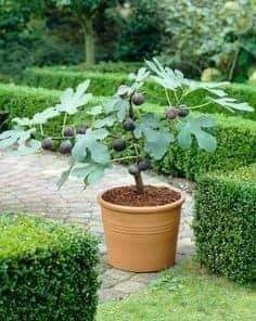 29 idées & astuces pour réussir son premier carré potager 50 29 idées & astuces pour réussir son premier carré potager 50