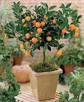 29 idées & astuces pour réussir son premier carré potager 51 29 idées & astuces pour réussir son premier carré potager 51