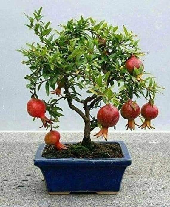 29 idées & astuces pour réussir son premier carré potager 52 29 idées & astuces pour réussir son premier carré potager 52