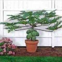 29 idées & astuces pour réussir son premier carré potager 54 29 idées & astuces pour réussir son premier carré potager 54